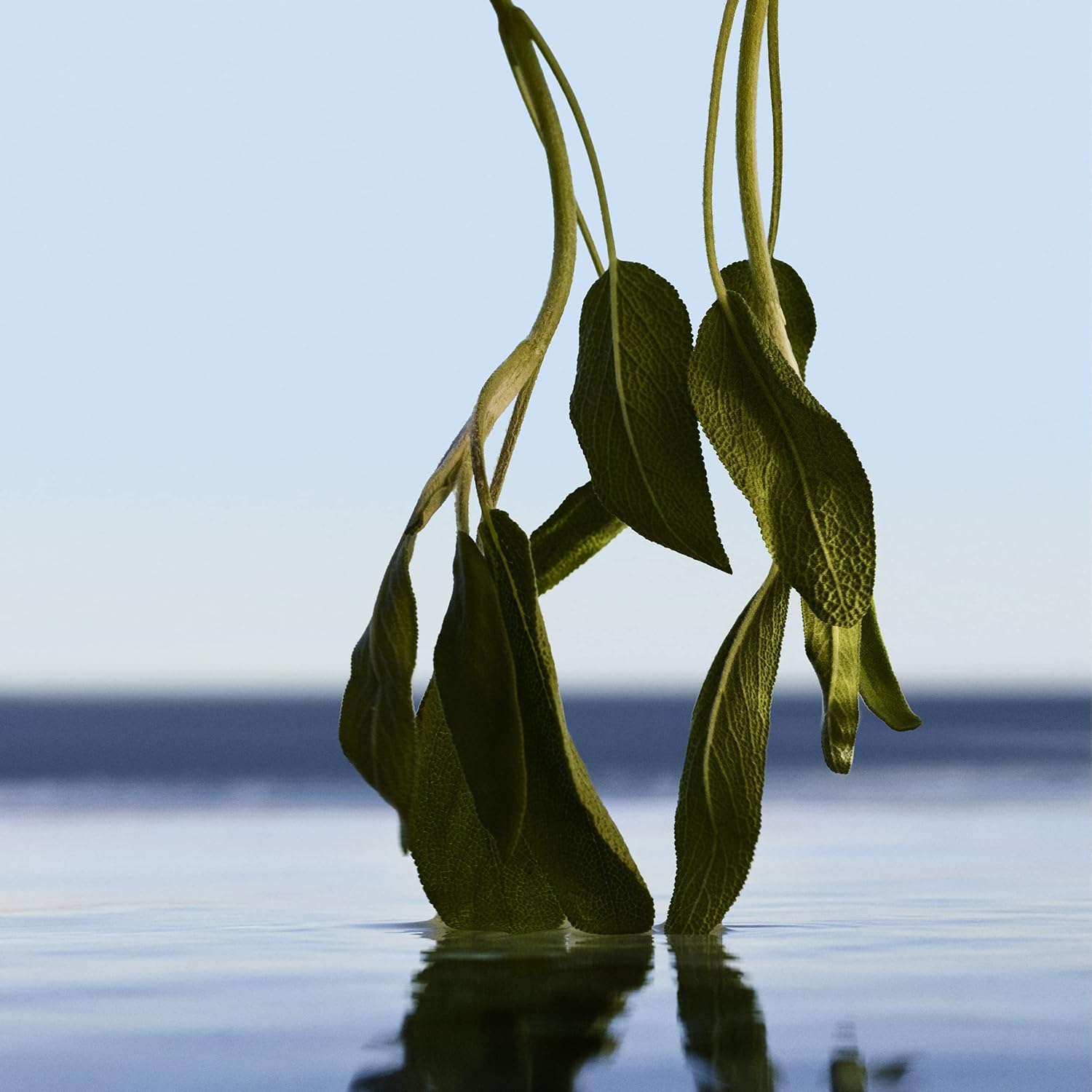 HUGO BOSS BOTTLED INFINITE parfum