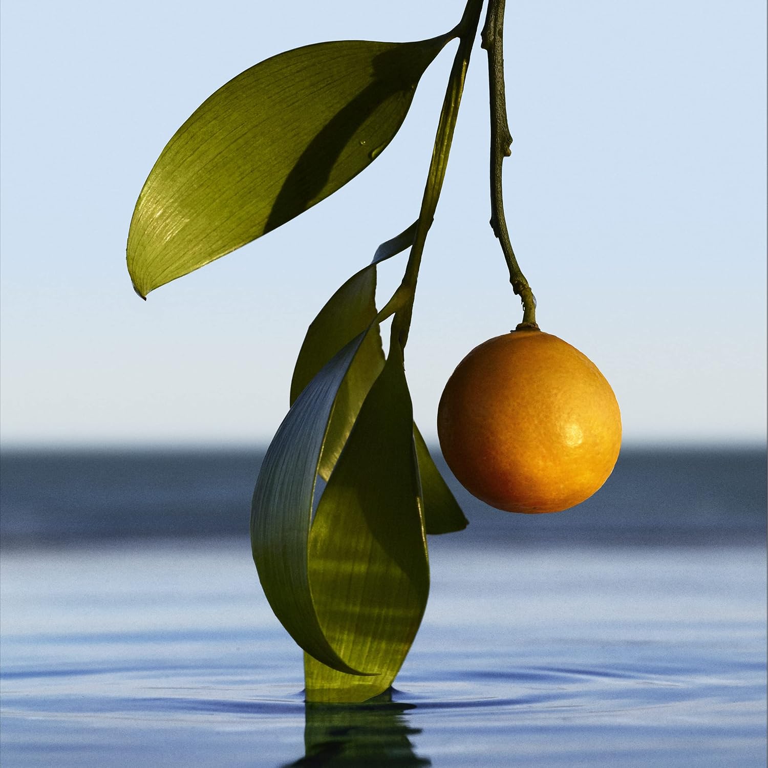 HUGO BOSS BOTTLED INFINITE parfum